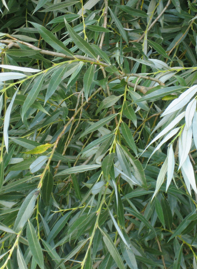 Knotwilg | Salix alba