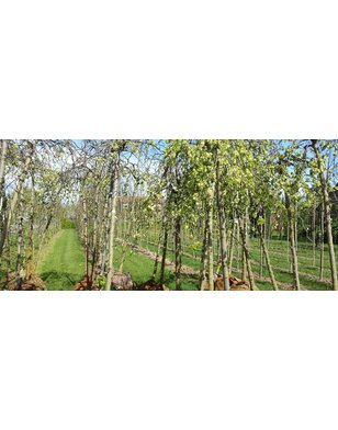 Treuriep | Ulmus glabra Camperdownii