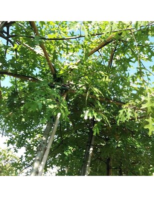 Moeraseik | dakboom | Quercus Palustris