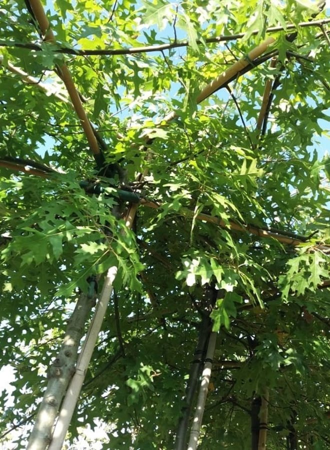 Moeraseik | dakboom | Quercus Palustris