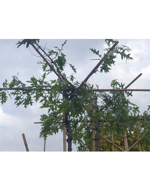 Moeraseik | dakboom | Quercus Palustris