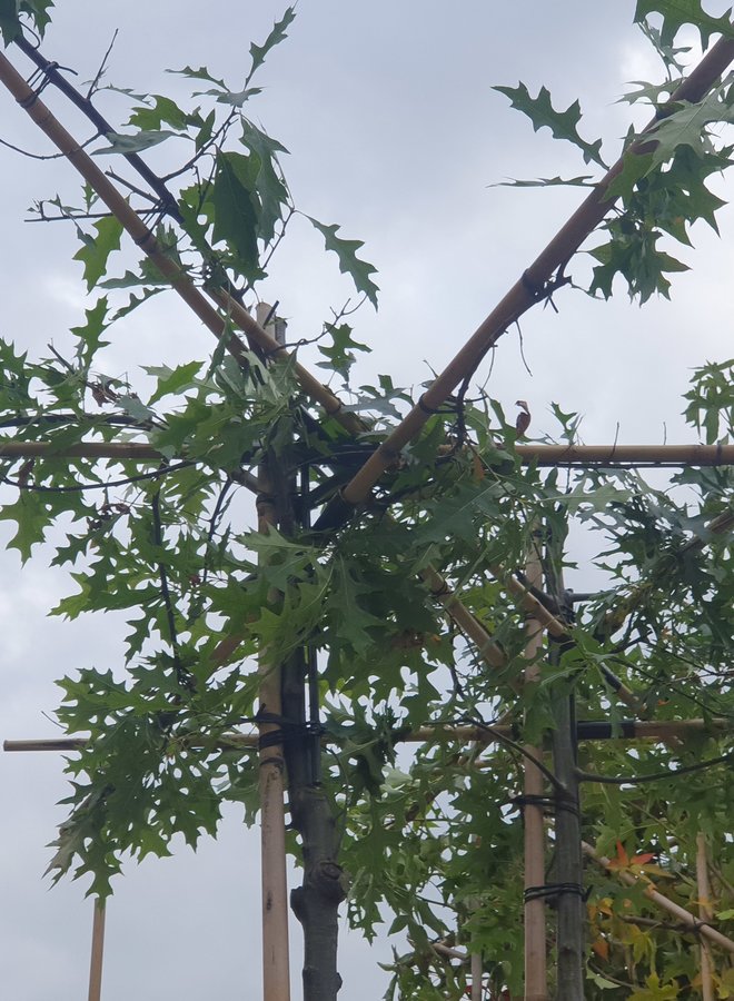 Moeraseik | dakboom | Quercus Palustris