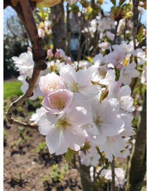 Zuilsierkers | Prunus serrulata Amanogawa