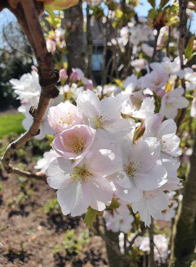 Zuilsierkers | Prunus serrulata Amanogawa