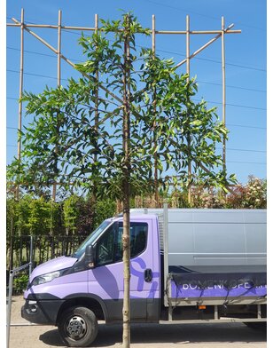 Portugese laurier als leiboom | Prunus lusitanica Angustifolia