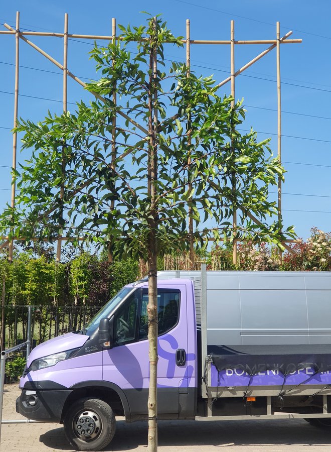 Portugese laurier als leiboom | Prunus lusitanica Angustifolia