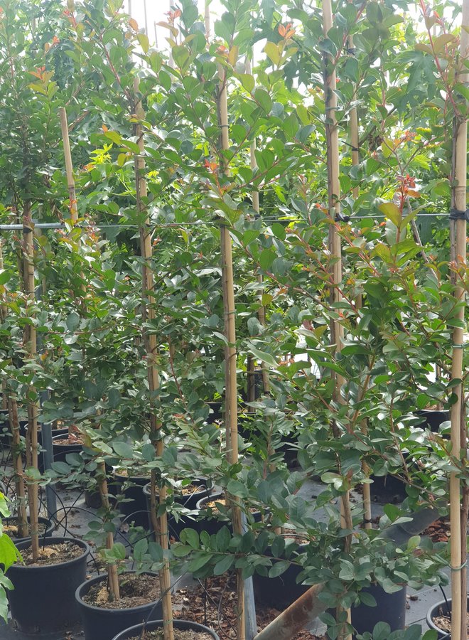 Indische Sering | Lagerstroemia Lipan