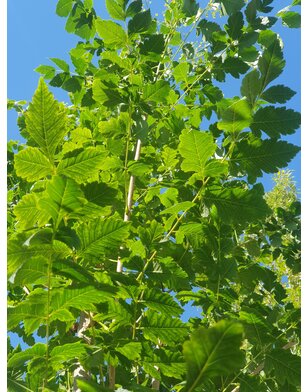 Blazenboom | Koelreuteria paniculata