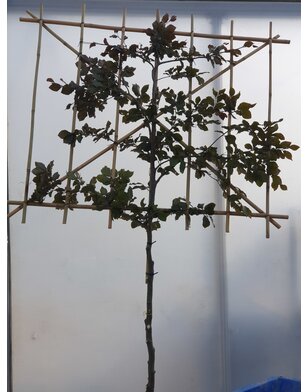 Leibeuk rood | Fagus sylvatica Atropunicea