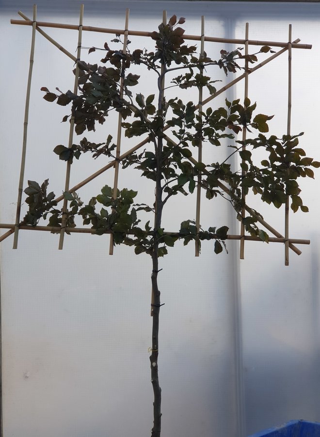 Leibeuk rood | Fagus sylvatica Atropunicea
