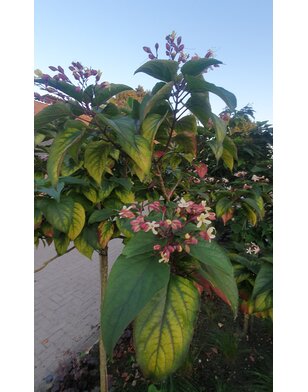 Pindakaasboom | Clerodendrum Trichotomum