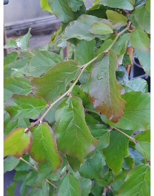 Perzisch ijzerhout |  Parrotia persica