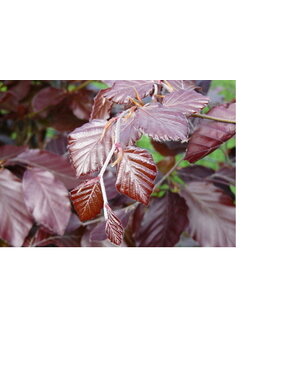 Rode Beuk voor haag | Fagus sylvatica Atropunicea
