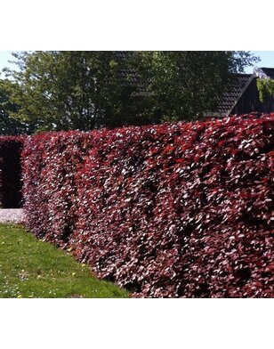 Rode Beuk voor haag | Fagus sylvatica Atropunicea