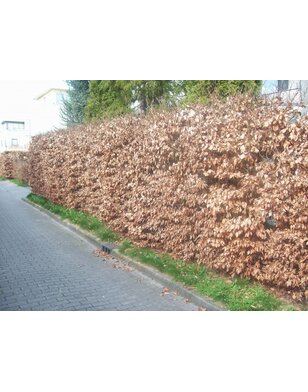 Rode Beuk voor haag | Fagus sylvatica Atropunicea