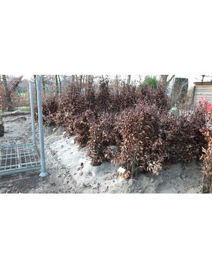 Rode Beuk voor haag | Fagus sylvatica Atropunicea