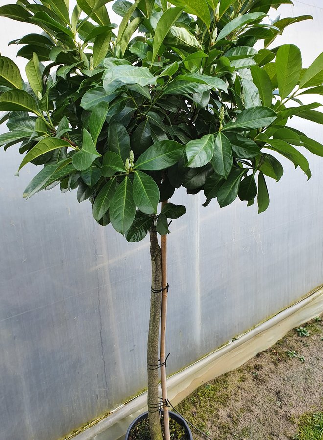 Bol laurier | Prunus laurocerasus Etna