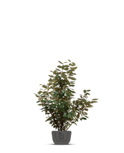 Olijfwilg |  Elaeagnus ebb. Compacta