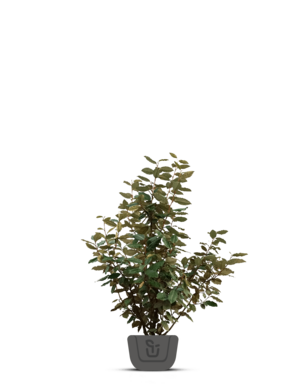 Olijfwilg |  Elaeagnus ebbingei Compacta