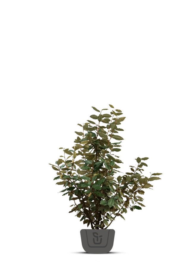 Olijfwilg |  Elaeagnus ebb. Compacta