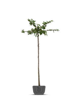 Moerbei als dakboom |  Morus alba Fruitless