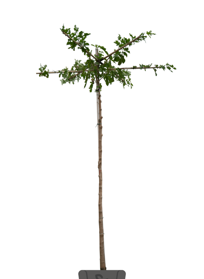 Moerbei als dakboom |  Morus alba Fruitless