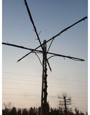 Moerbei als dakboom |  Morus alba Fruitless