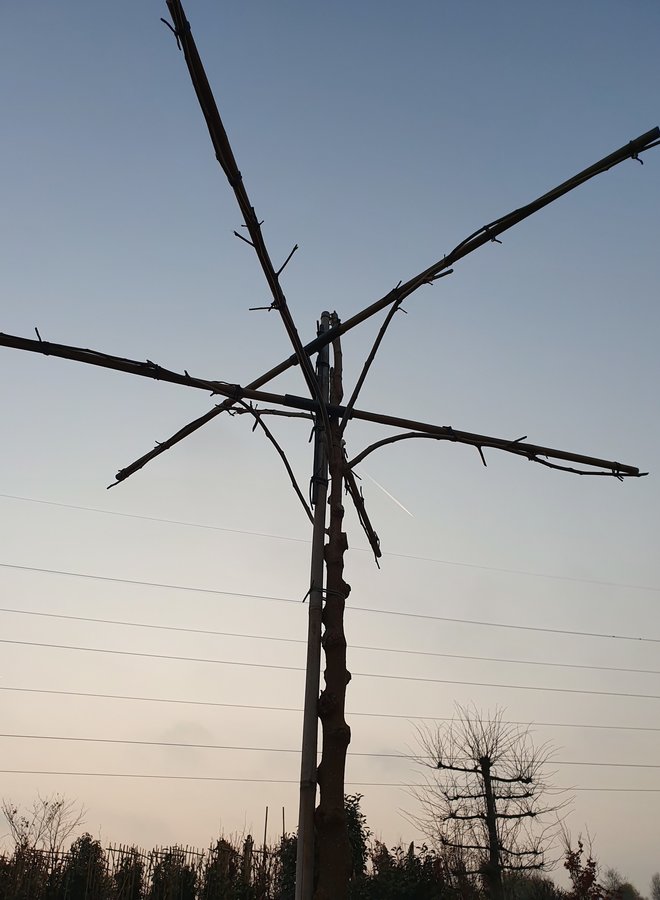 Moerbei als dakboom |  Morus alba Fruitless