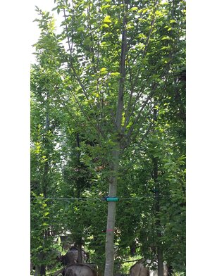 Haagbeuk in zuilvorm | Carpinus betulus Fastigiata