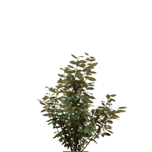 Olijfwilg