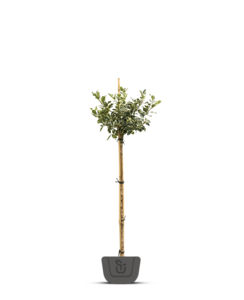 Hulst op stam  |  Ilex aq. Argentea Marginata