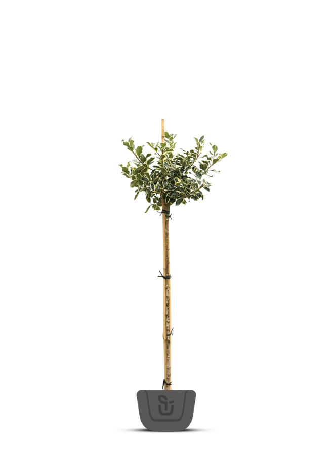 Hulst op stam | Ilex aquifolium Argentea Marginata
