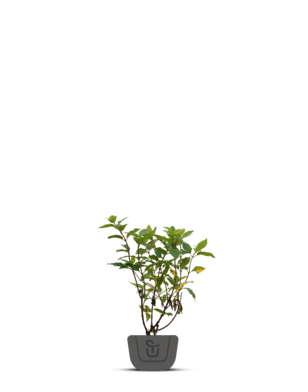 Hortensia | Hydrangea paniculata Little lime