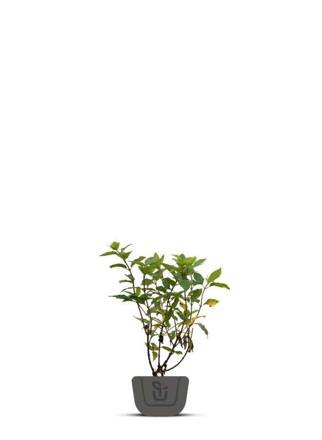 Hortensia | Hydrangea paniculata Little lime