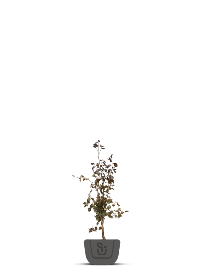 Rode Beuk voor haag | Fagus syl. Atropunicea