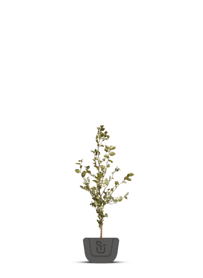 Carpinus betulus voor haag