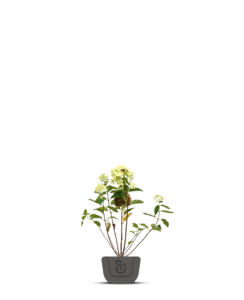 Hortensia | Hydrangea pan. Limelight