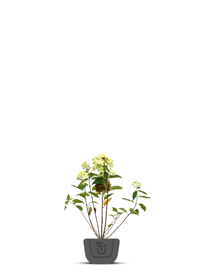 Hortensia | Hydrangea pan. Limelight