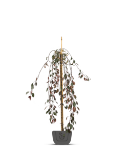 Rode treursierappel  op stam |  Malus Royal Beauty