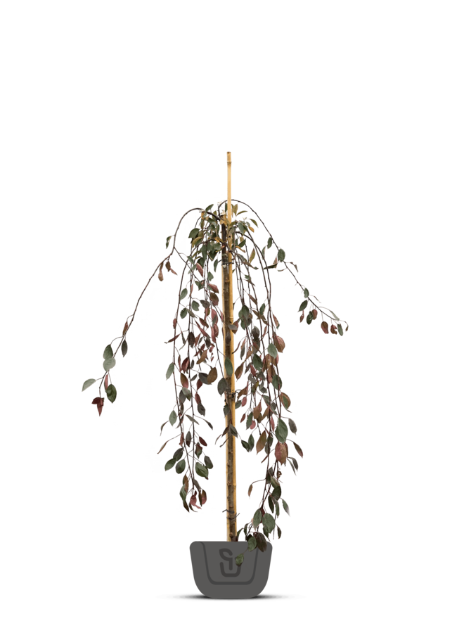 Rode treursierappel  op stam |  Malus Royal Beauty