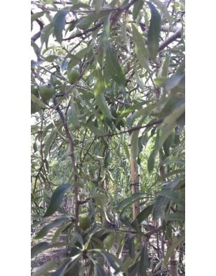 Treursierpeer  | Pyrus salicifolia Pendula