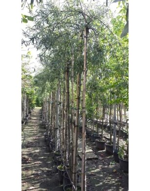 Treursierpeer  | Pyrus salicifolia Pendula