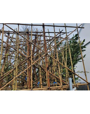 Lei sierpeer | Pyrus calleryana Chanticleer