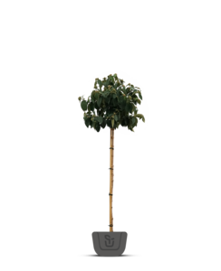 Sneeuwbal op stam |  Viburnum Eskimo