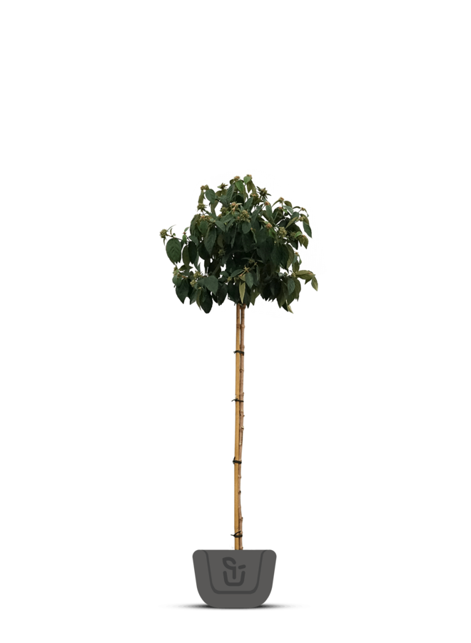 Sneeuwbal op stam |  Viburnum Eskimo