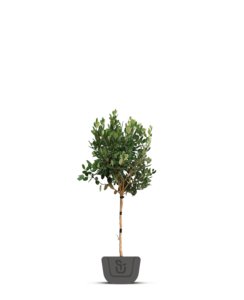 Ananasguave | Feijoa sellowiana