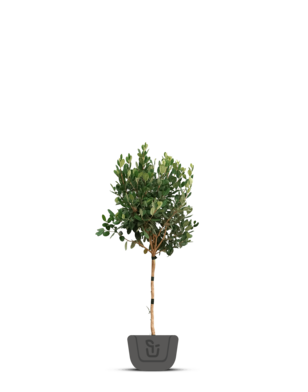 Ananasguave |  Feijoa sellowiana