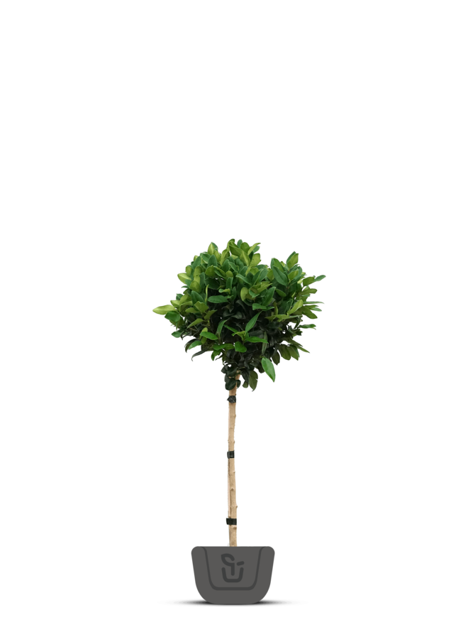 Liguster op stam |  Ligustrum japonicum Texanum