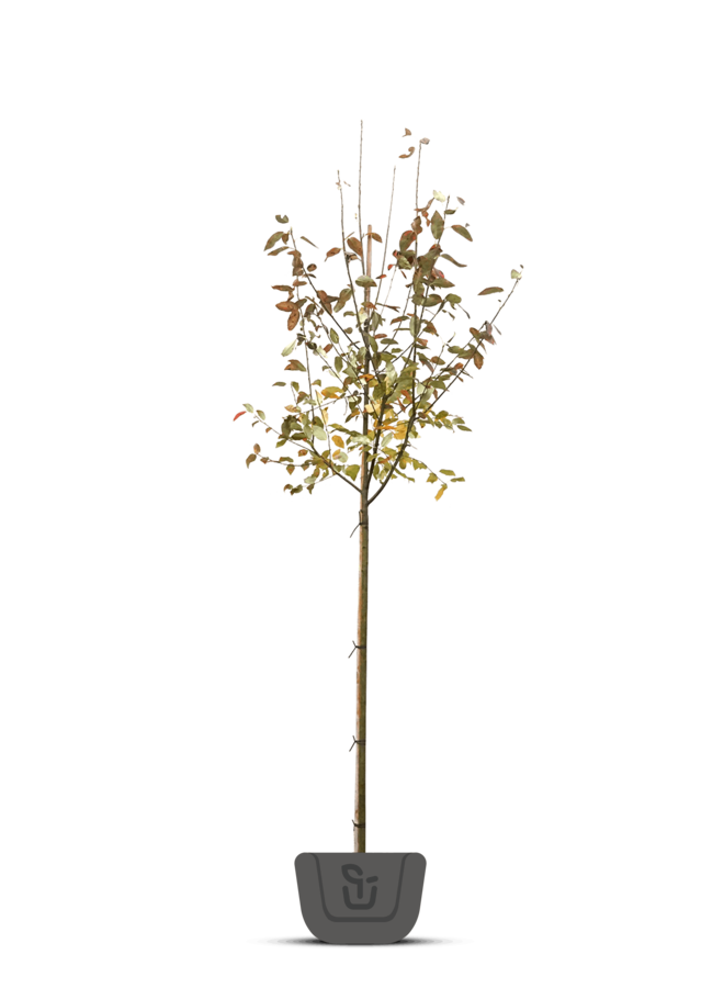 Krentenboom | Amelanchier arborea Robin Hill