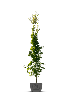 Chinese kornoelje |  Cornus k. Chinenses